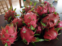 food_dragonfruits01.jpg